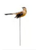 Mockingbird Stake Metal Art